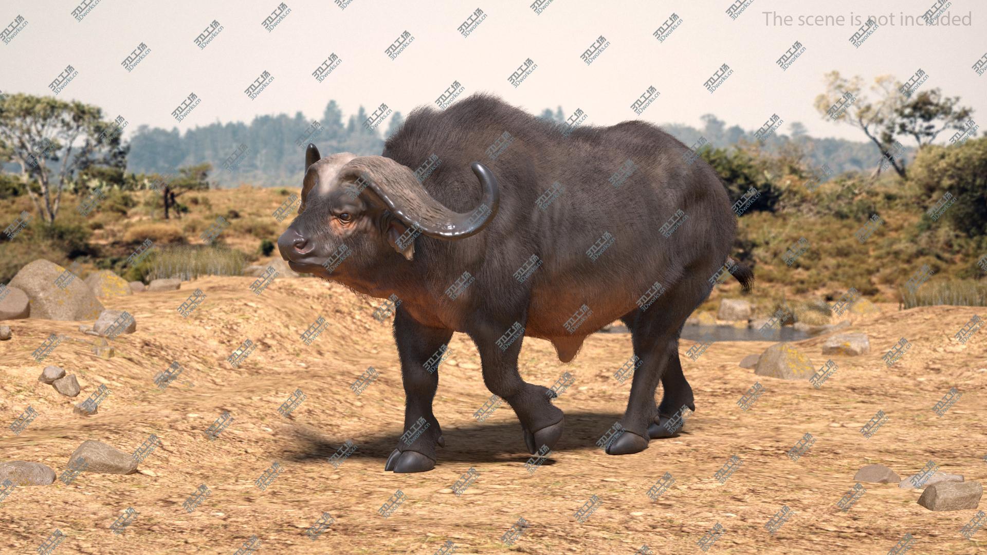 images/goods_img/202104093/3D African Buffalo Walking Pose with Fur/5.jpg